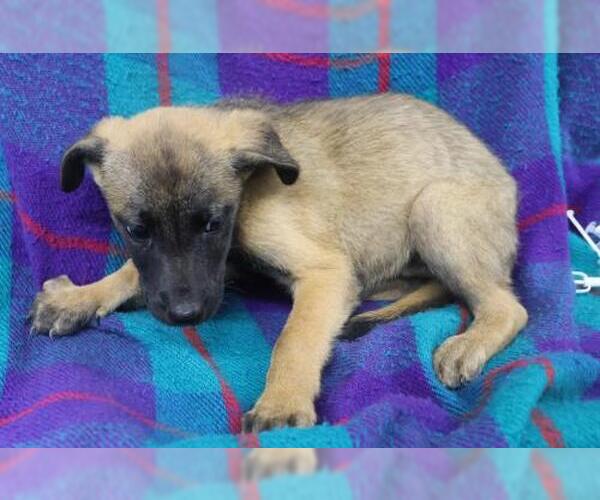 Medium Photo #1 Mutt Puppy For Sale in Thief River Falls, MN, USA