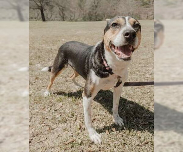 Medium Photo #3 Jack-A-Bee Puppy For Sale in Attalka, AL, USA
