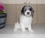 Small #2 Sheepadoodle