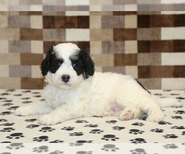 Medium Photo #2 Bernedoodle (Miniature) Puppy For Sale in DENVER, PA, USA
