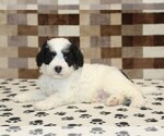 Small Photo #2 Bernedoodle (Miniature) Puppy For Sale in DENVER, PA, USA