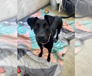 Doberman Pinscher-Unknown Mix Dogs for adoption in Fort Wayne, IN, USA