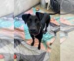 AKAYA - Female Doberman Pinscher-Unknown Mix Dog for Adoption - Small photo