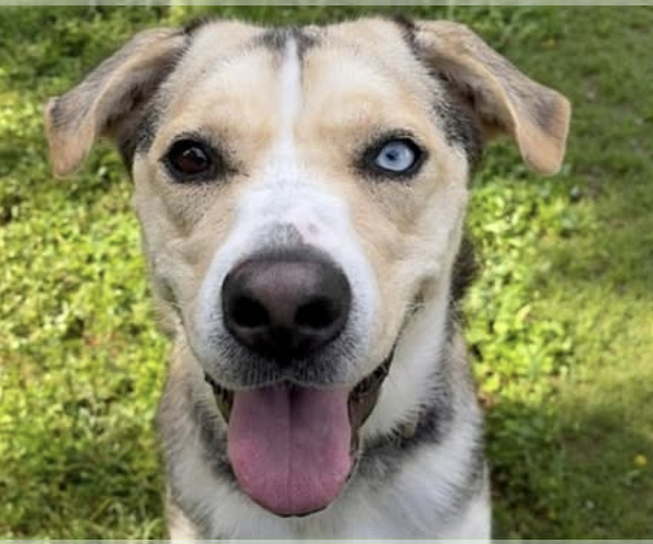 Medium Photo #2 Labsky Puppy For Sale in Decatur, GA, USA