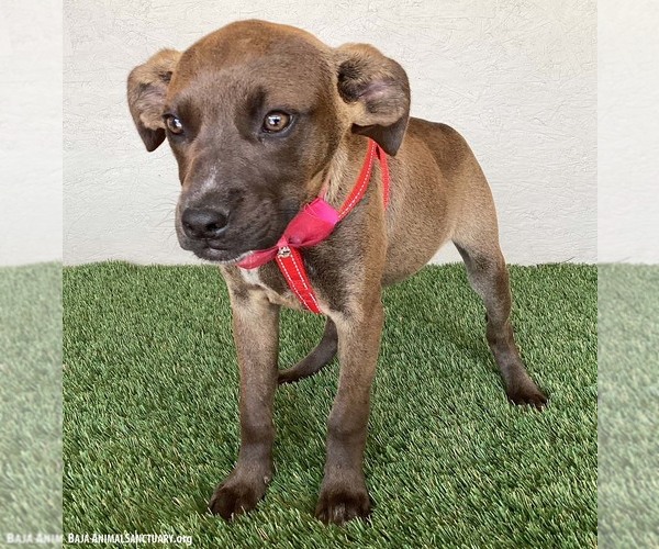 Medium Photo #3 Boxador Puppy For Sale in San Diego, CA, USA
