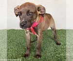 Small #2 Boxador