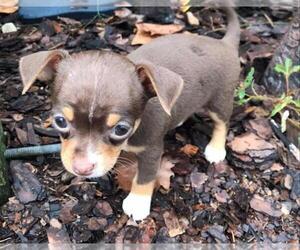 Chihuahua Puppy for sale in GAINESVILLE, FL, USA