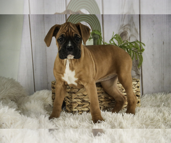 Medium Photo #6 Boxer Puppy For Sale in SHIPSHEWANA, IN, USA