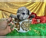 Small Photo #48 French Bulldog Puppy For Sale in HAYWARD, CA, USA