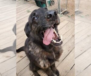 Bear - Male Labrador Retriever-Unknown Mix Dog for Adoption - Photo #10