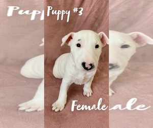 Bull Terrier Puppy for sale in GILCREST, CO, USA