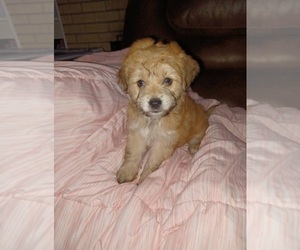 Morkie Puppy for sale in ALBUQUERQUE, NM, USA