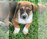 Small #1 Bluetick Coonhound