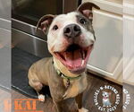 Small #16 American Pit Bull Terrier-American Staffordshire Terrier Mix