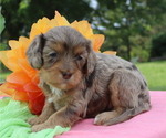 Small #2 Cavapoo