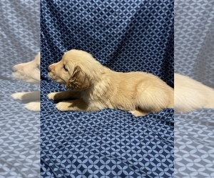 Golden Retriever Puppy for sale in MARANA, AZ, USA