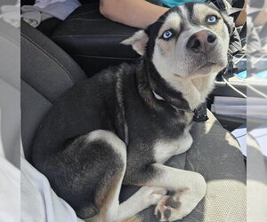 Siberian Husky-Unknown Mix Dogs for adoption in San Antonio, TX, USA