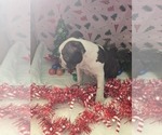 Small Photo #6 Boston Terrier Puppy For Sale in BRYANT, AL, USA