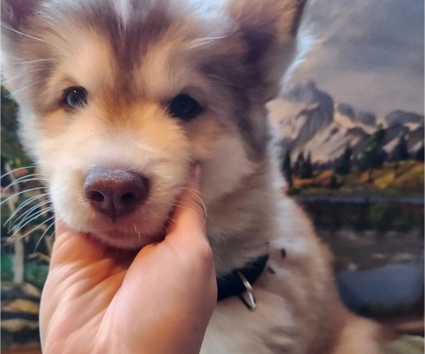 Medium Photo #2 Alaskan Husky Puppy For Sale in YACOLT, WA, USA