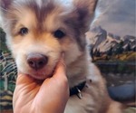 Small Photo #2 Alaskan Husky Puppy For Sale in YACOLT, WA, USA