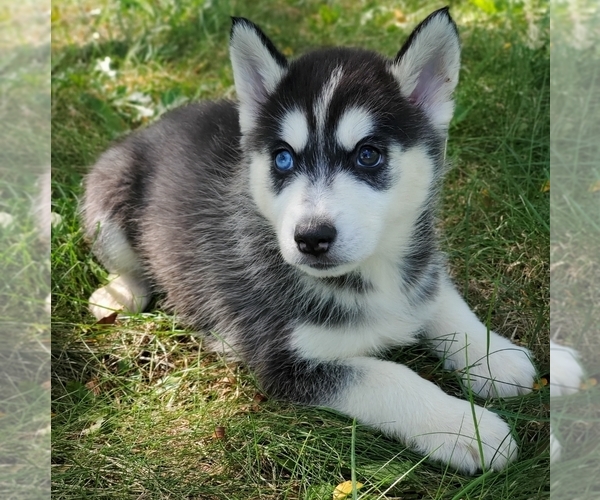Medium Photo #1 Siberian Husky Puppy For Sale in WARREN, MA, USA