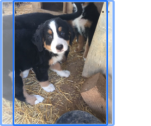 Bernese Mountain Dog Puppy for sale in SCOTTSDALE, AZ, USA
