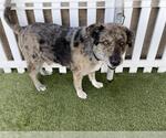 Small Australian Shepherd-German Shepherd Dog Mix
