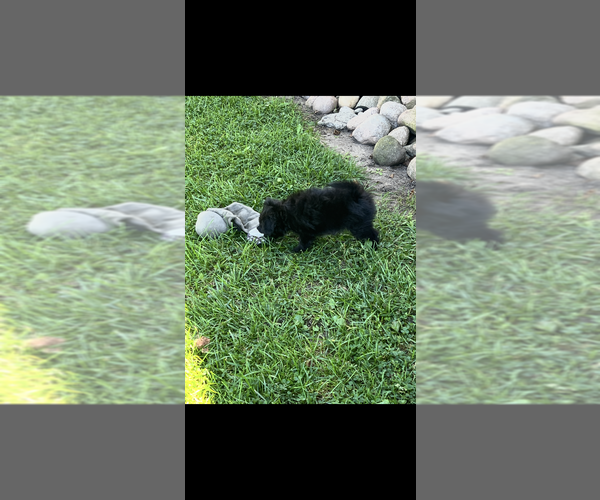 Medium Photo #4 Pomapoo (Toy) Puppy For Sale in NILES, MI, USA