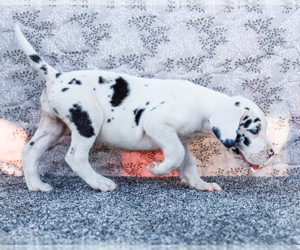 Medium Photo #49 Great Dane Puppy For Sale in WAKARUSA, IN, USA