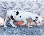 Small #3 Great Dane