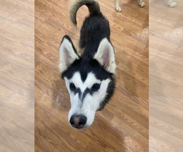 Medium Photo #2 Gerberian Shepsky Puppy For Sale in Aurora, IN, USA