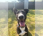 Small #5 Collie-Labrador Retriever Mix