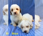Small #2 Poodle (Miniature)