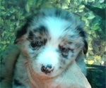 Small Photo #5 Australian Shepherd Puppy For Sale in SYLVA, NC, USA