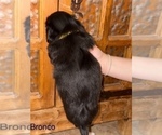 Small #15 Shih Apso