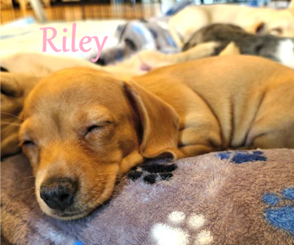 Medium Photo #1 Dachshund Puppy For Sale in TUSTIN, CA, USA