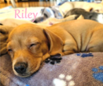 Puppy Riley Dachshund