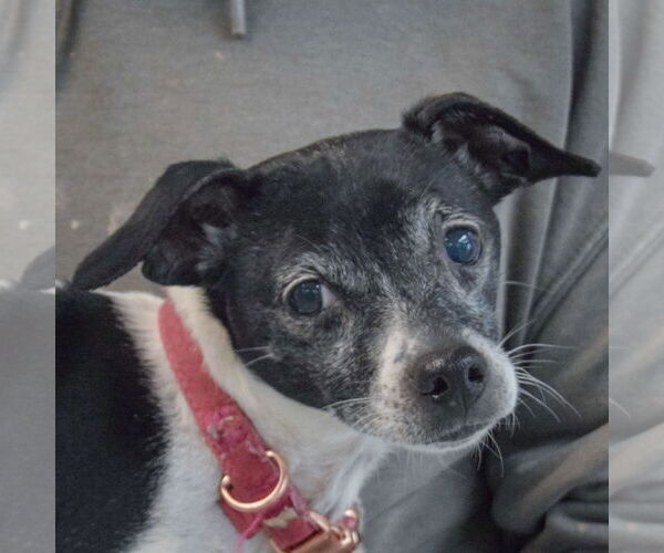 Medium Photo #6 Italian Greyhound-Rat Terrier Mix Puppy For Sale in Huntley, IL, USA