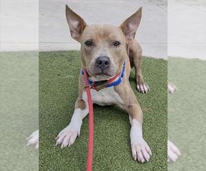 American Staffordshire Terrier Dogs for adoption in Fort Lauderdale, FL, USA