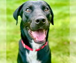 Small #15 Labrador Retriever Mix