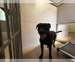 Labrador Retriever-Unknown Mix Dogs for adoption in Martinez, CA, USA