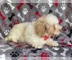 Small Photo #4 Poodle (Miniature) Puppy For Sale in LAKELAND, FL, USA