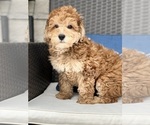 Small Photo #3 Aussiedoodle Puppy For Sale in BEECH GROVE, IN, USA
