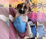 Small #3 American Pit Bull Terrier Mix