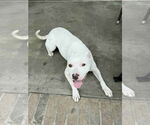 Small American Pit Bull Terrier Mix