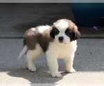 Small Photo #6 Saint Bernard Puppy For Sale in FREDERICKSBG, OH, USA
