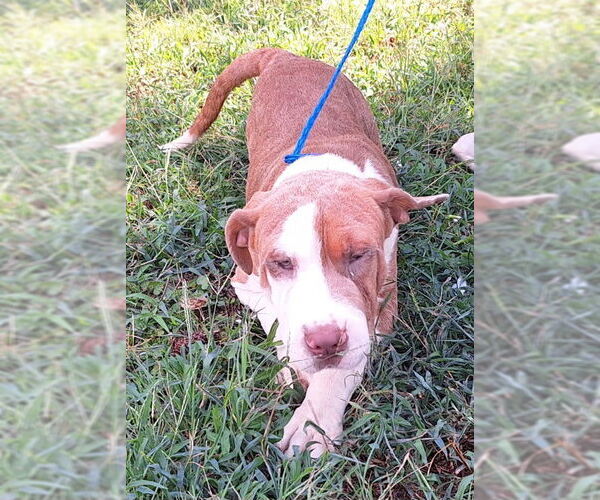 Medium Photo #2 Bulldog-Unknown Mix Puppy For Sale in Wetumpka, AL, USA