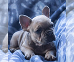 Small Photo #3 French Bulldog Puppy For Sale in BAY VIEW, WI, USA