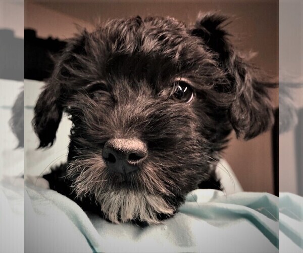 Medium Photo #4 Schnoodle (Miniature) Puppy For Sale in ROLLA, MO, USA