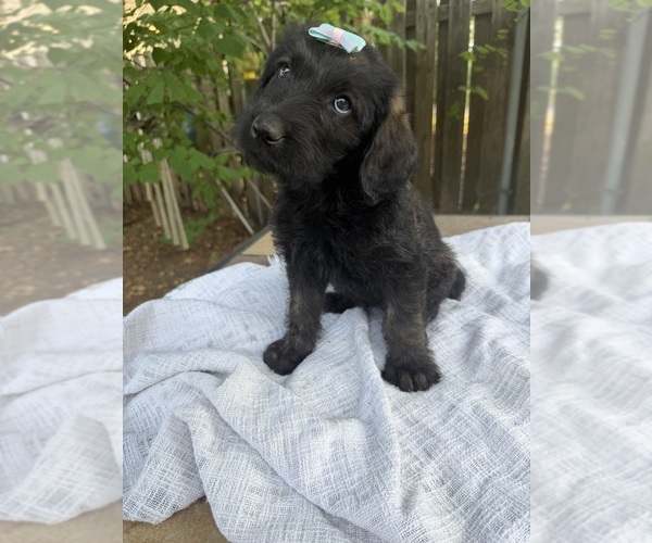 Medium Photo #1 Labradoodle Puppy For Sale in PEMBROKE, GA, USA